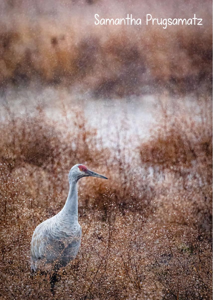 Sandhill Crane 2023 photo card