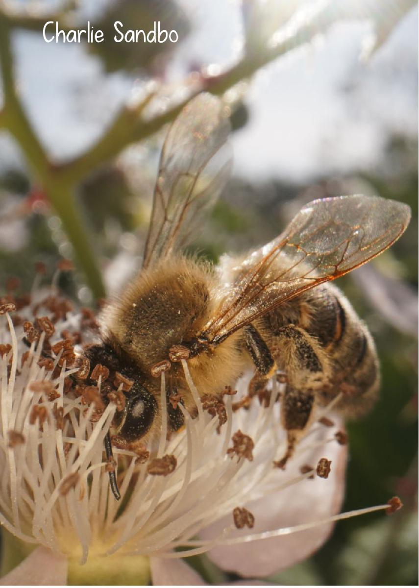 Blackberry & Bee 2023 photo card