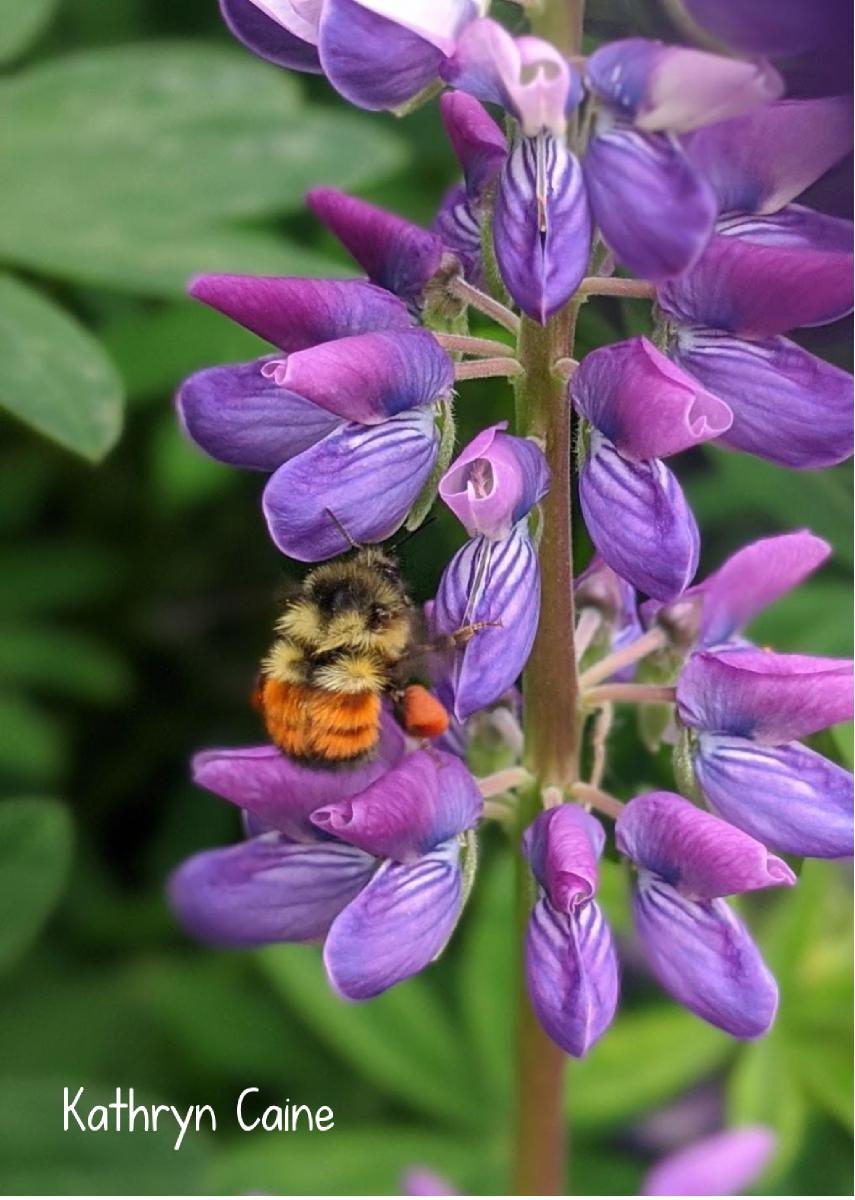 2022 Lupine Flower and Bumblebee photo card