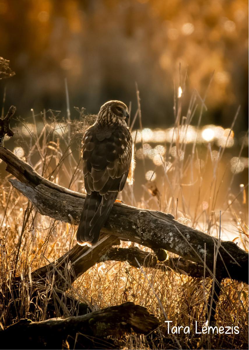 2022 Northern Harrier photo card