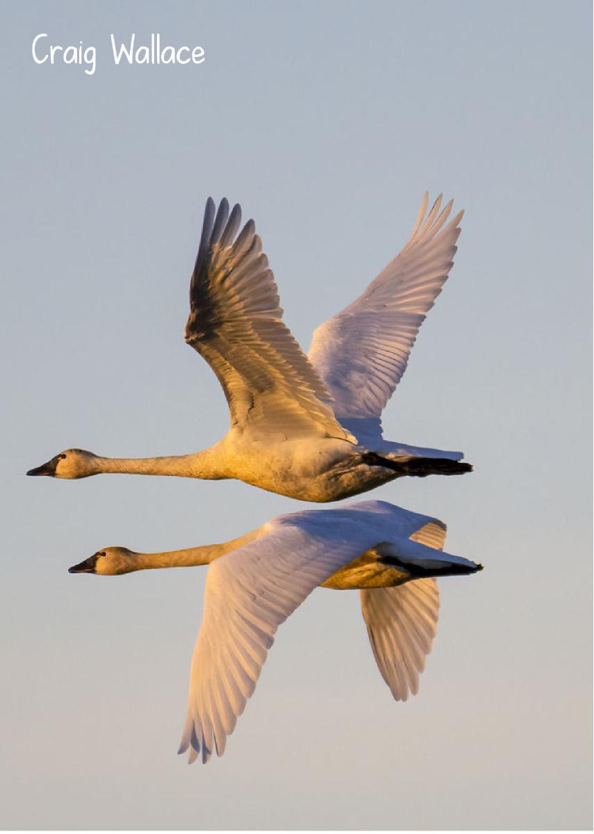 Tundra Swans 2023 photo card