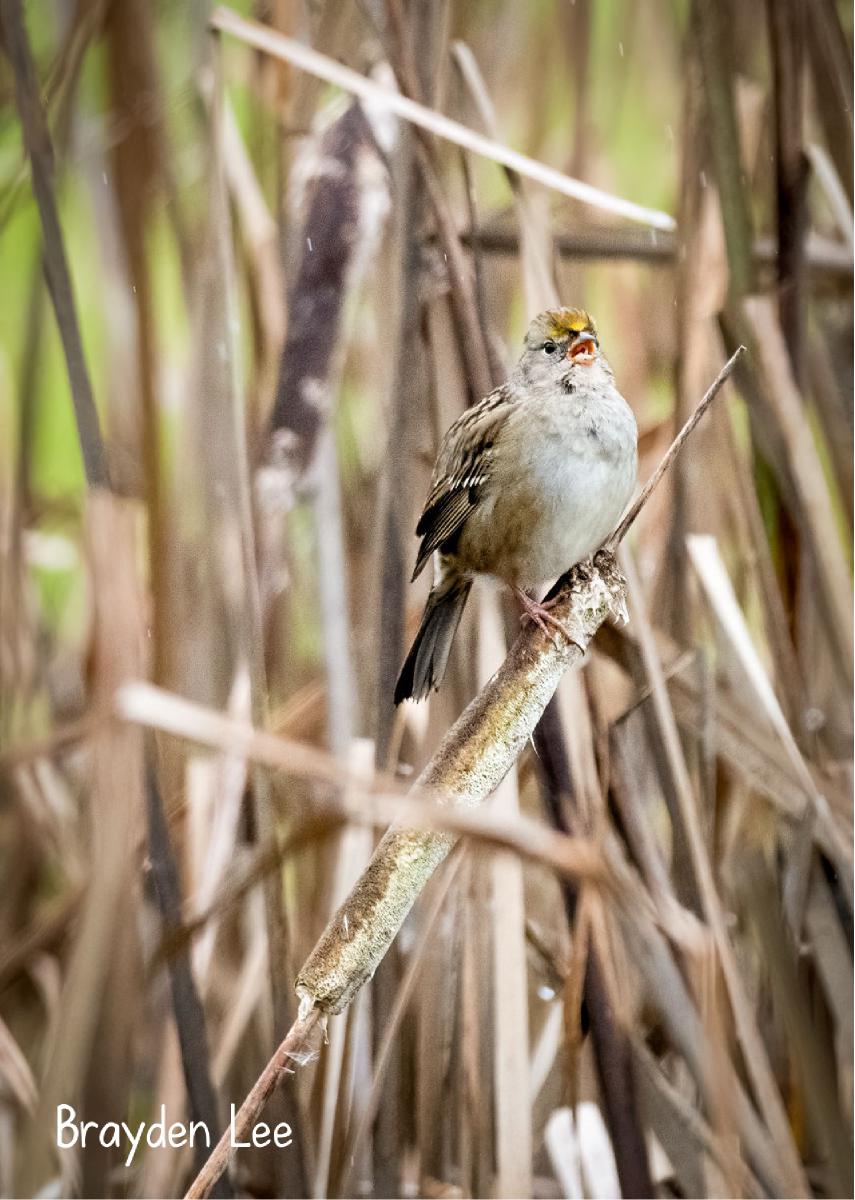2022 Golden-crowned Sparrow photo card