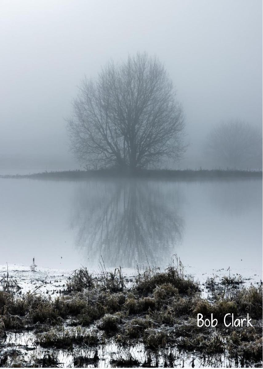2022 Tree Reflected in the Fog photo card