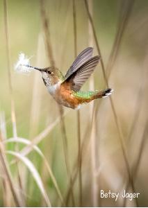 2022 Rufous Hummingbird photo card