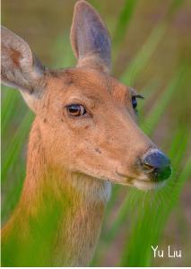 2021 Deer doe photo card