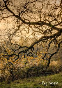 Oak Sunset 2024 Photo Card