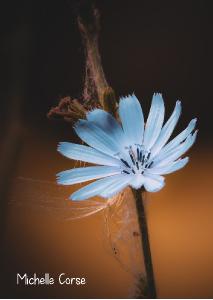 2022 Chicory Wildflower photo card