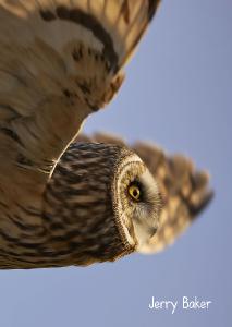 Short-eared Owl 2023 photo card