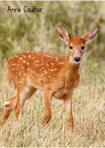 2021 Deer fawn photo card