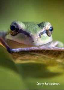 2022 Pacific Chorus Frog photo card