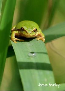 2022 Pacific Chorus Frog photo card