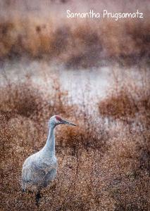 Sandhill Crane 2023 photo card