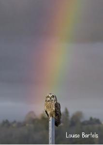 Short-eared Owl & Rainbow 2023 photo card