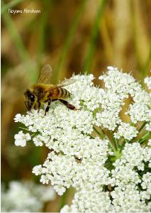 2021 Honeybee & Wild Carrot photo card