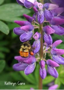 2022 Lupine Flower and Bumblebee photo card