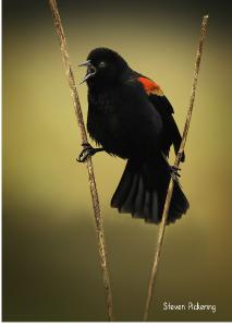 2021 Red-winged Blackbird photo card