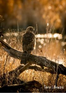 2022 Northern Harrier photo card