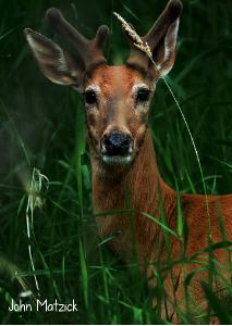 Columbian White-tailed Deer 2023 photo card