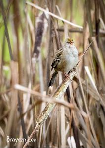 2022 Golden-crowned Sparrow photo card