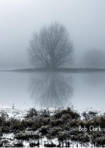2022 Tree Reflected in the Fog photo card