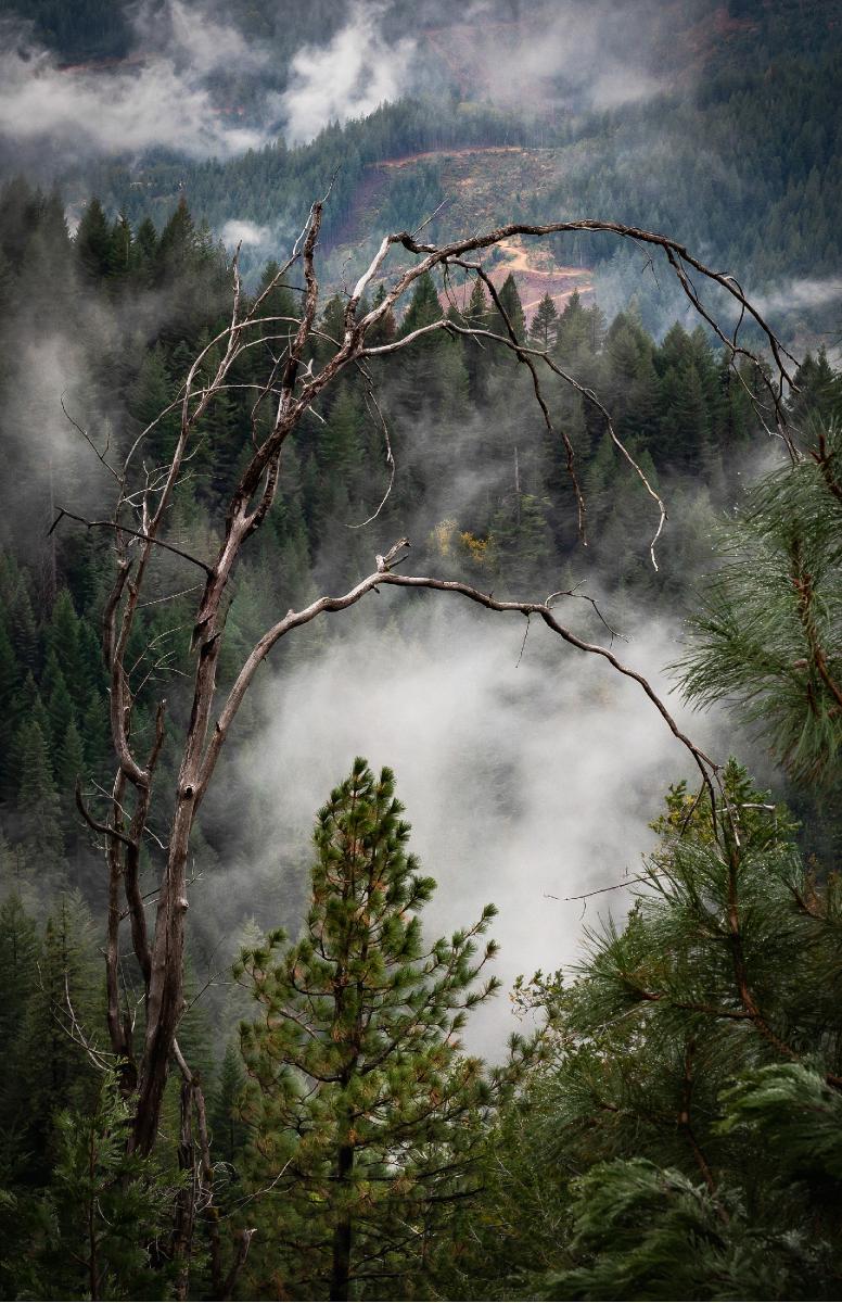 Poster Mysterious Tree Girard Ridge