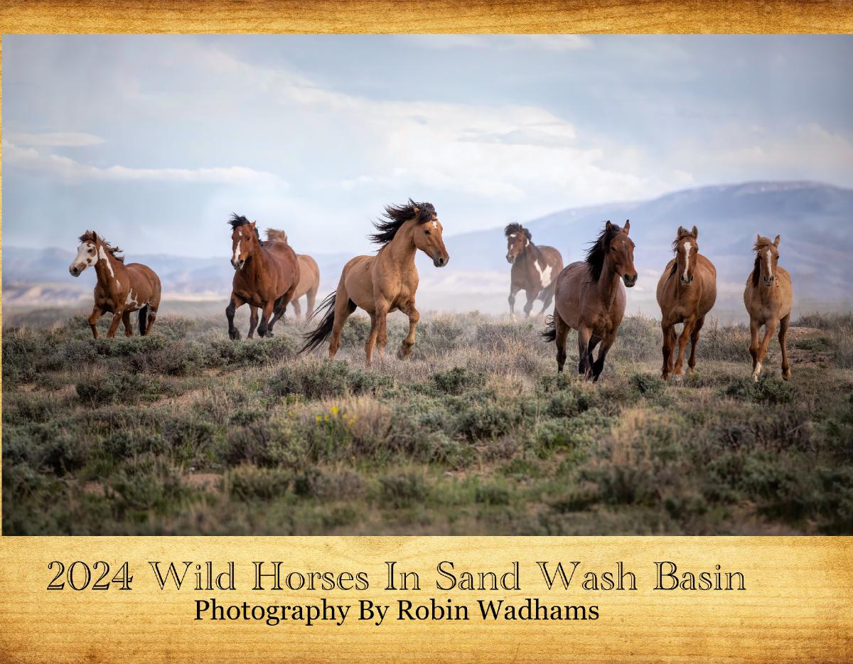 Wild Horses in Sand Wash Basin 2024