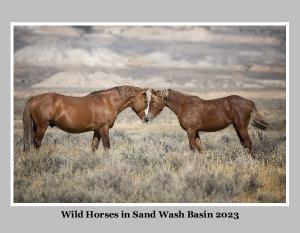 Sand Wash Basin's Wild Horses 2023