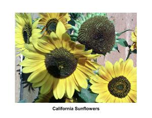 California Sunflowers