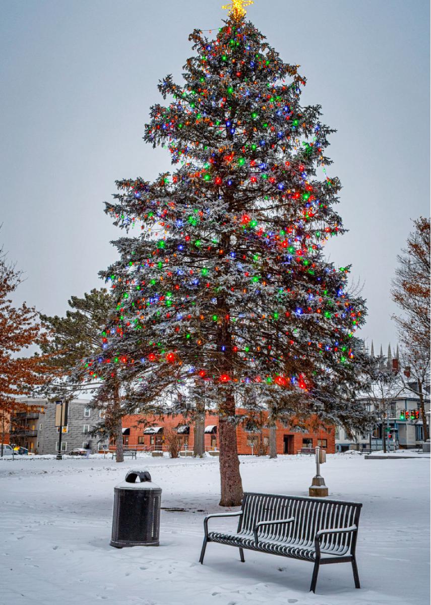 Kennedy Park Christmas Tree