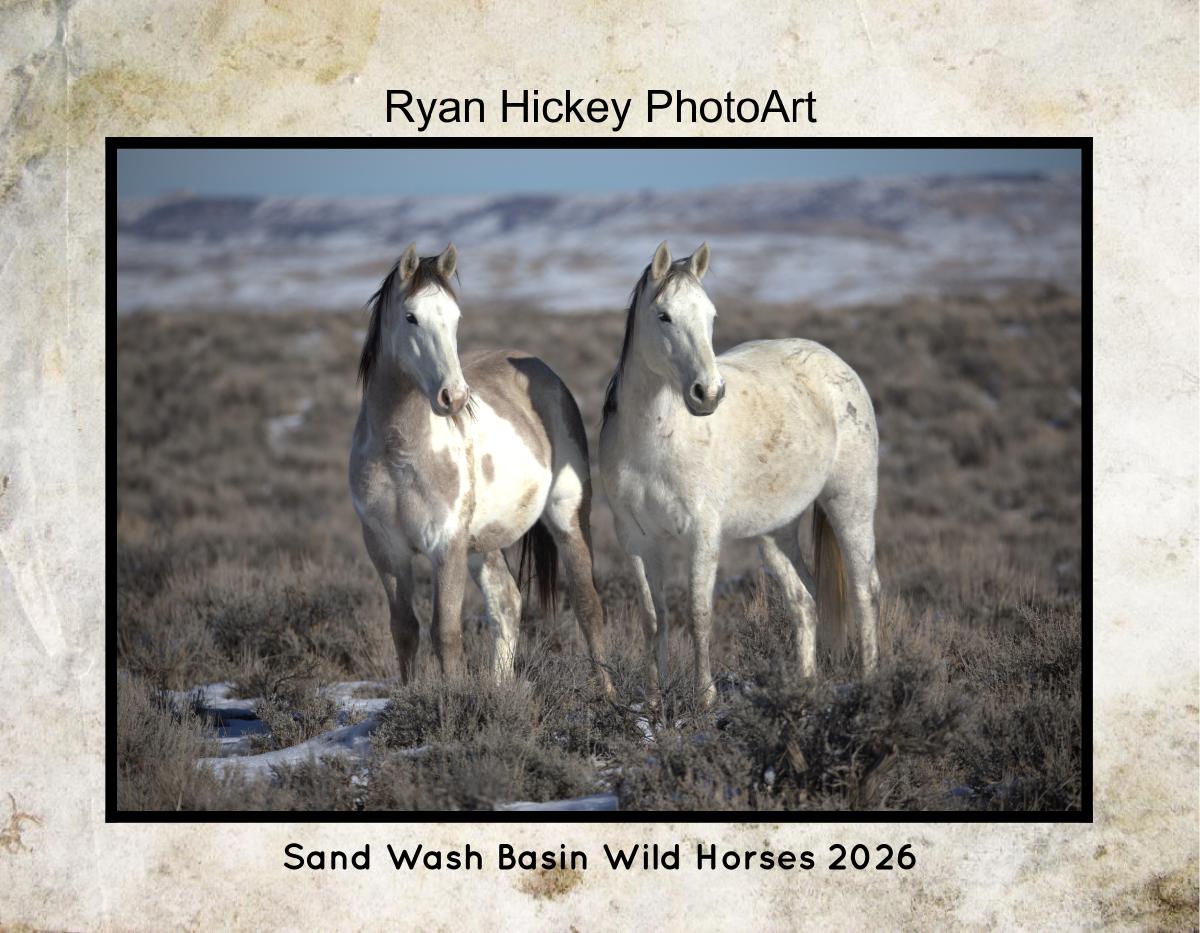 Sand Wash Basin Wild Horses 2026