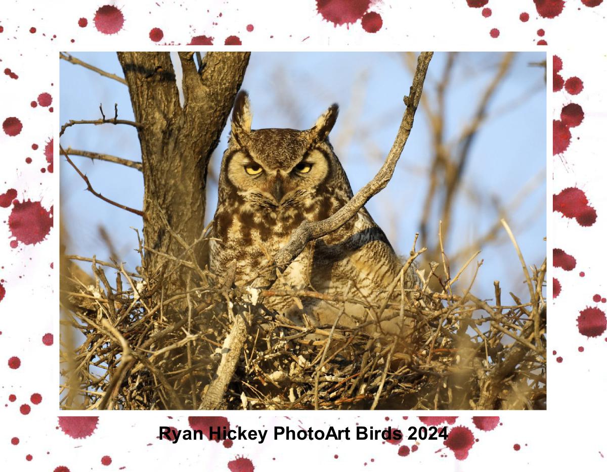 Ryan Hickey PhotoArt Birds 2024