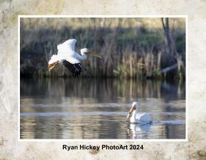 Ryan Hickey PhotoArt 2024 Wildlife Calendar