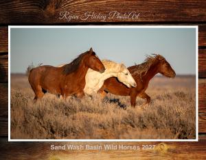 Sand Wash Basin Wild Horses 2027