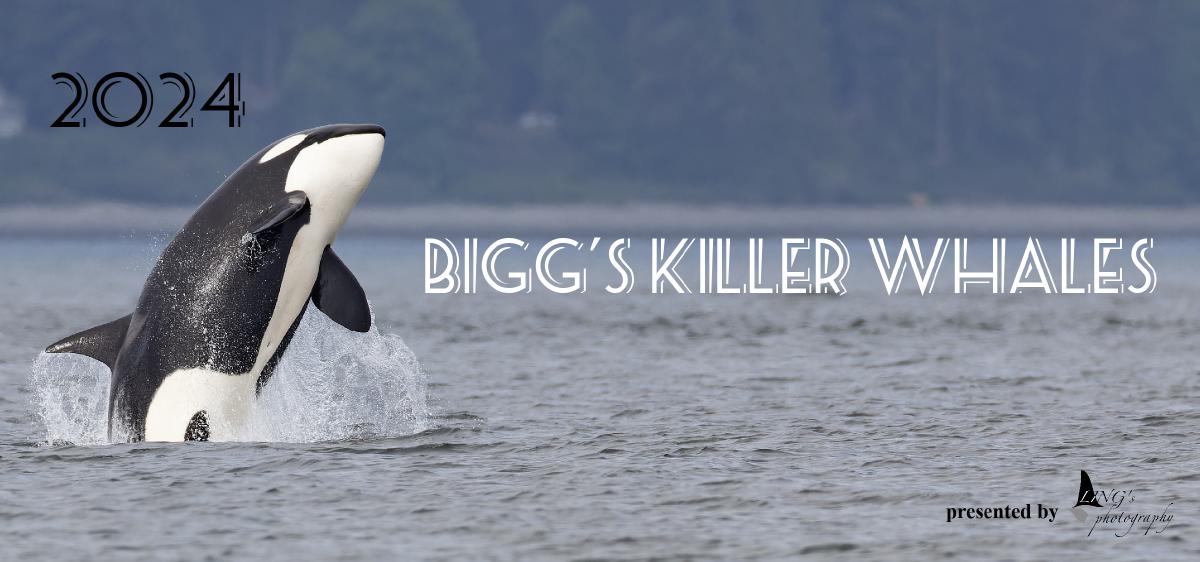Bigg's Killer Whales (Surface Active)