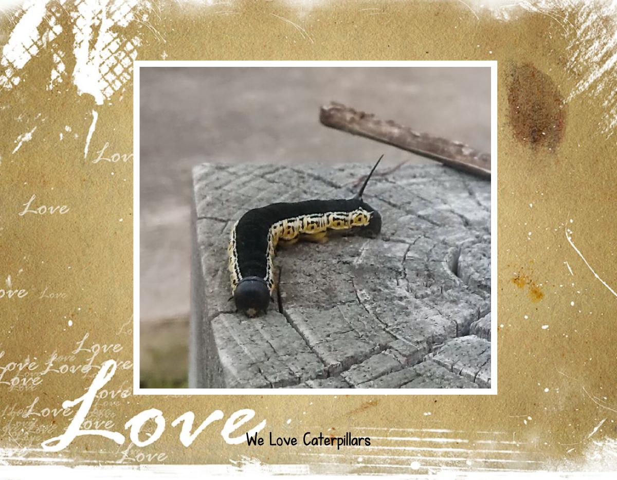 We Love Caterpillars Wall Calendar