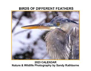 2023 Calendar Birds of Different Feathers