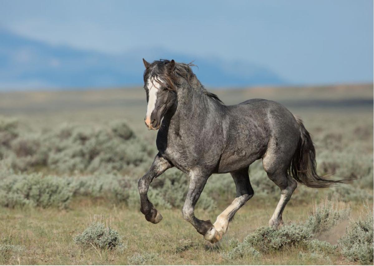 "Silver Stallion" Note Card