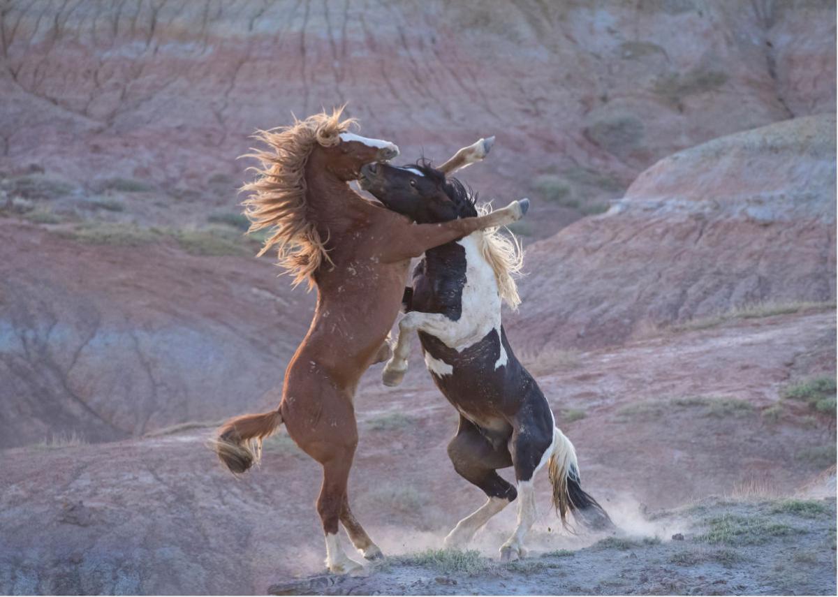 "Battle at Red Rock" Note Card