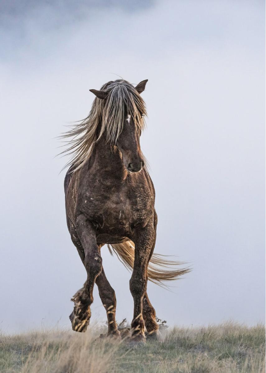 "Prairie Warrior" Note Card
