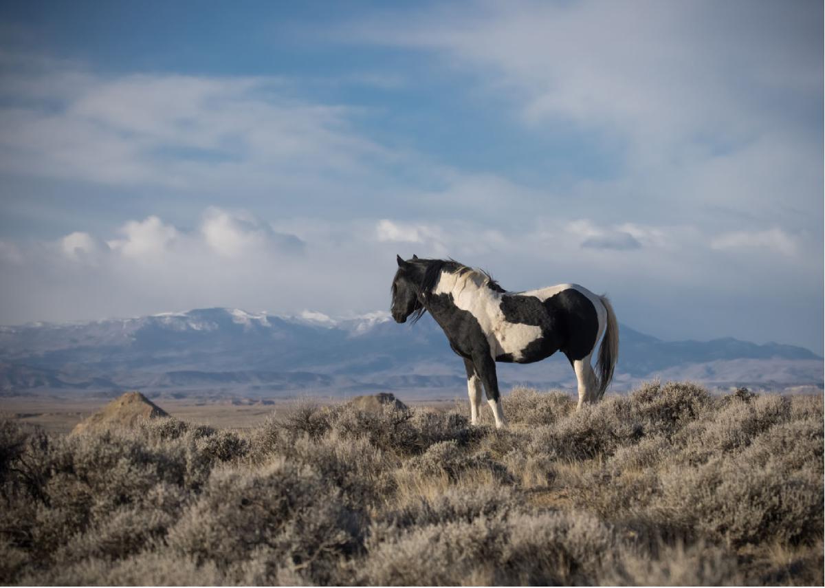 "King of the Mountain" Note Card