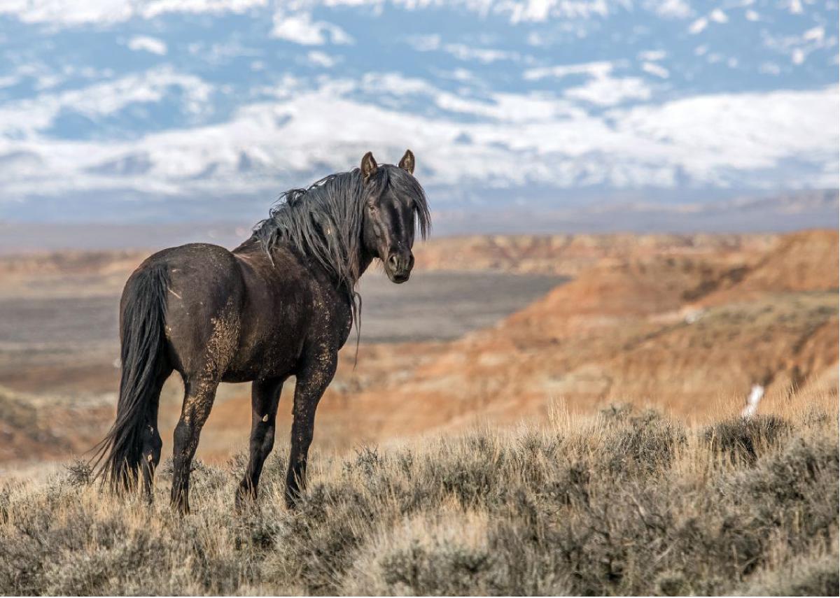 "The Black Stallion" Note Card