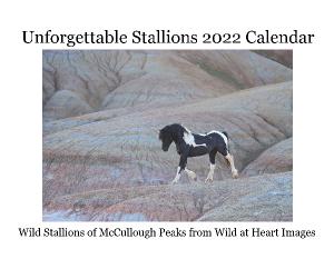 Unforgettable Stallions 2022 Calendar