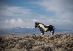 "King of the Mountain" Note Card