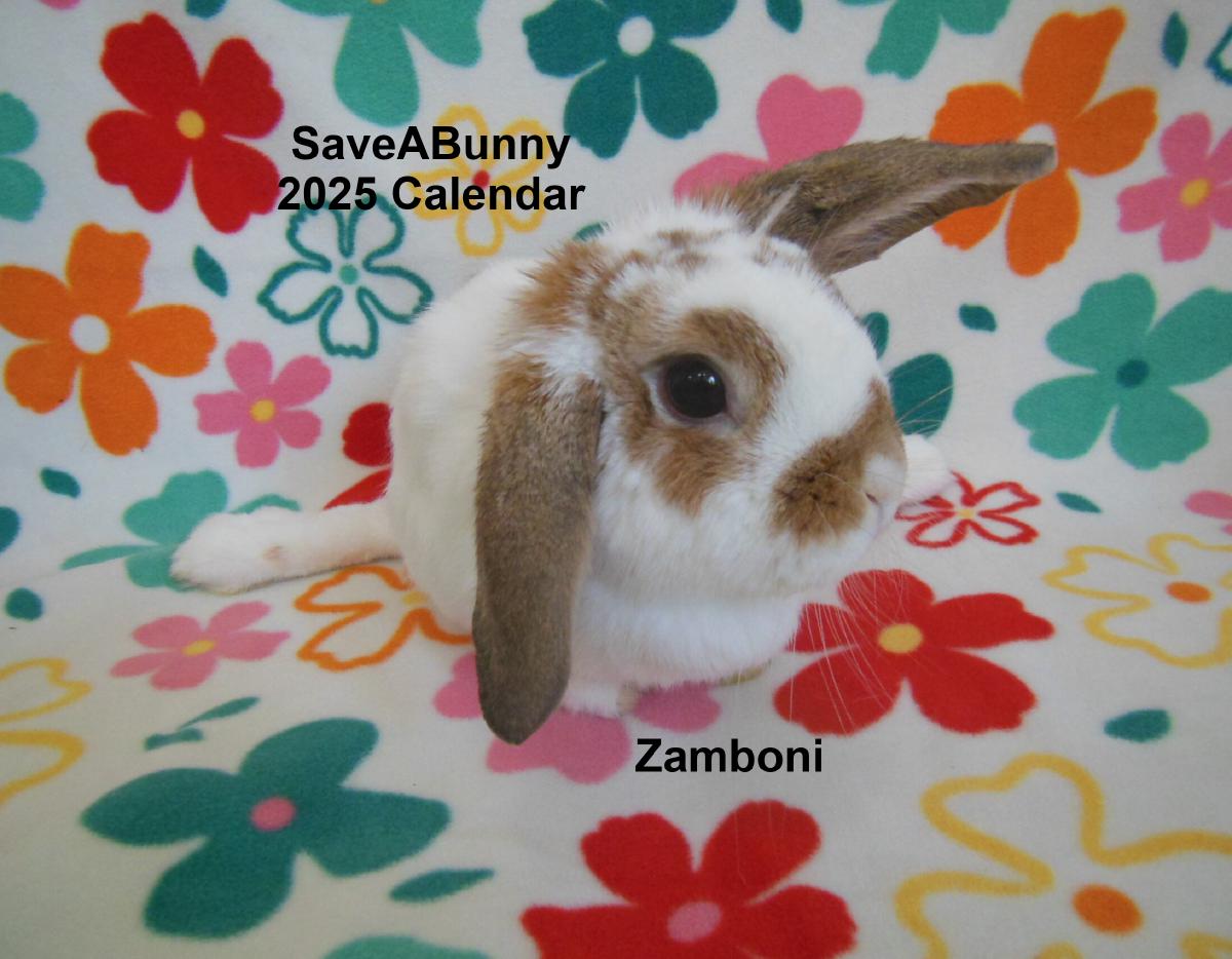 SaveABunny 2025 Calendar