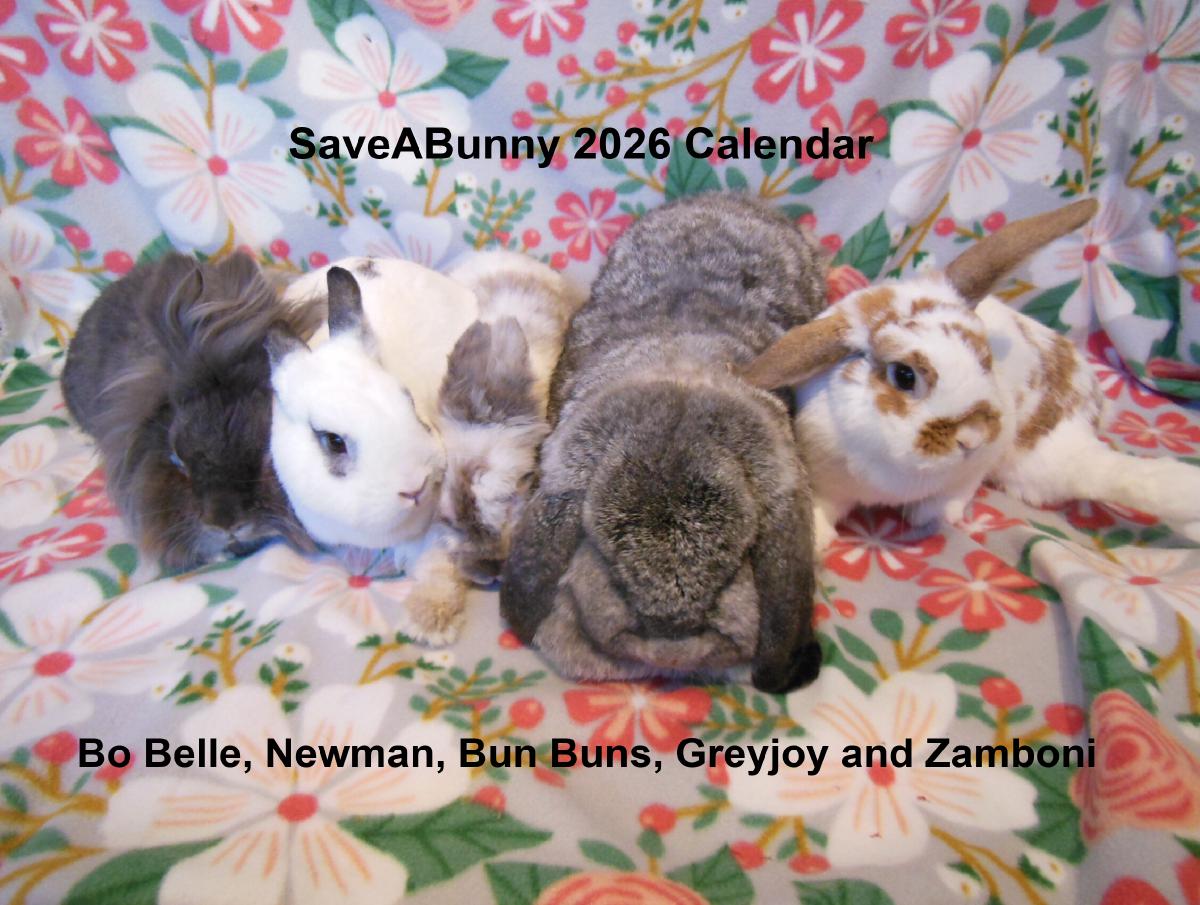 SaveABunny 2026 Calendar