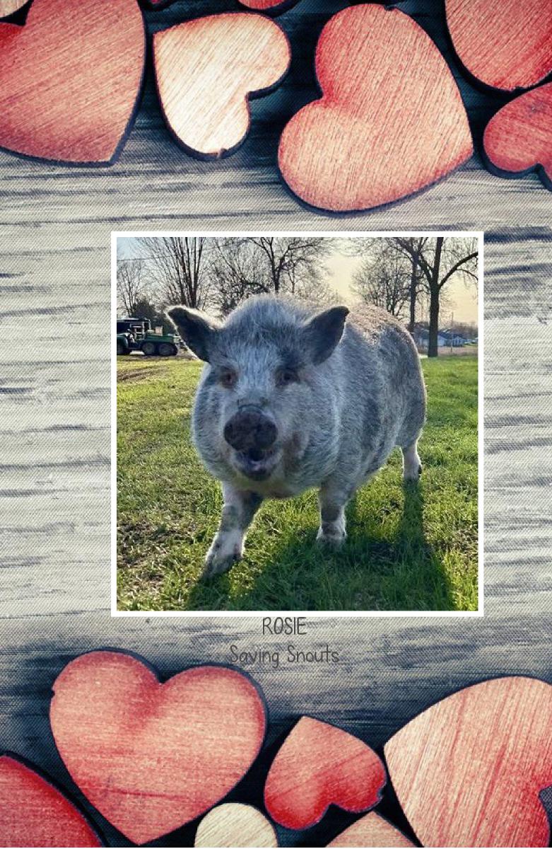 Saving Snouts Notebook