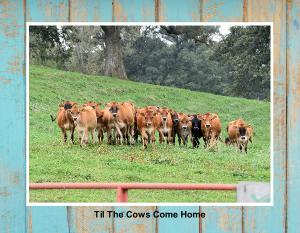 Til The Cows Come Home