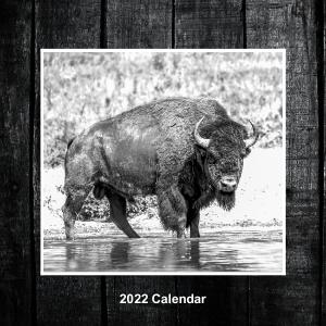 2022 Bison Calendar