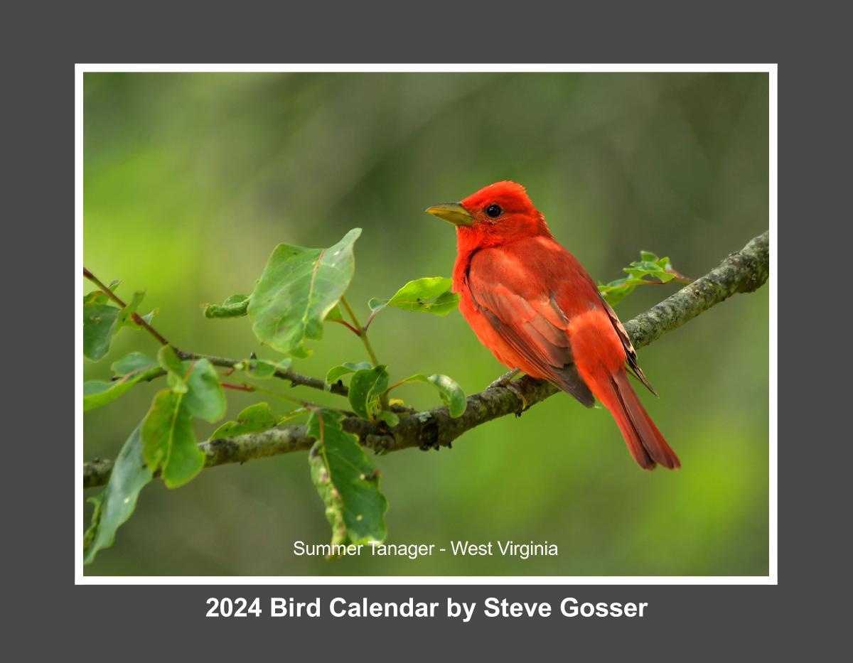 2024 Bird Calendar by Steve Gosser