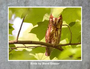 2026 Birds by Steve Gosser